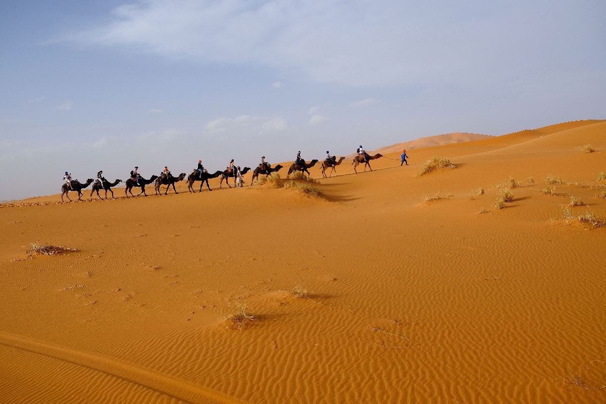 desierto camellos